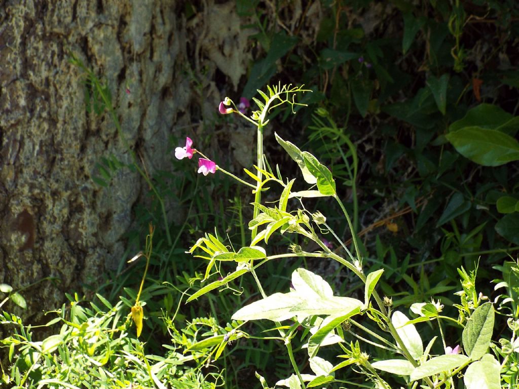 Vicia?  No, Lathyrus clymenum (Fabaceae)