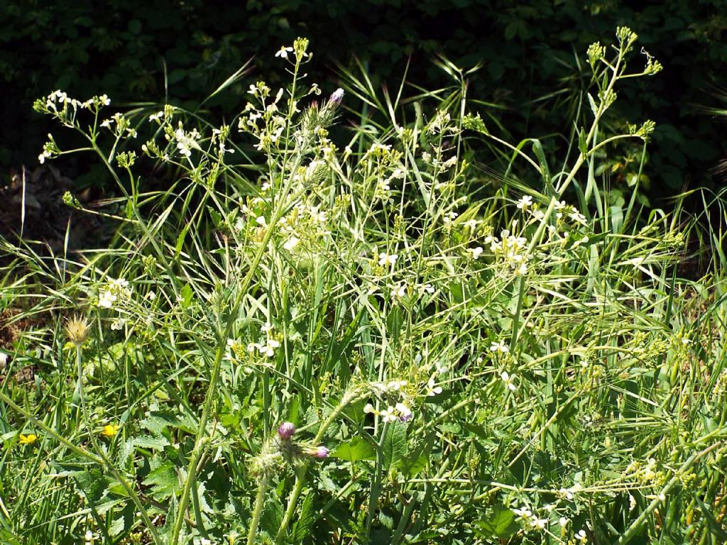 Brassicaceae: Calepina irregularis