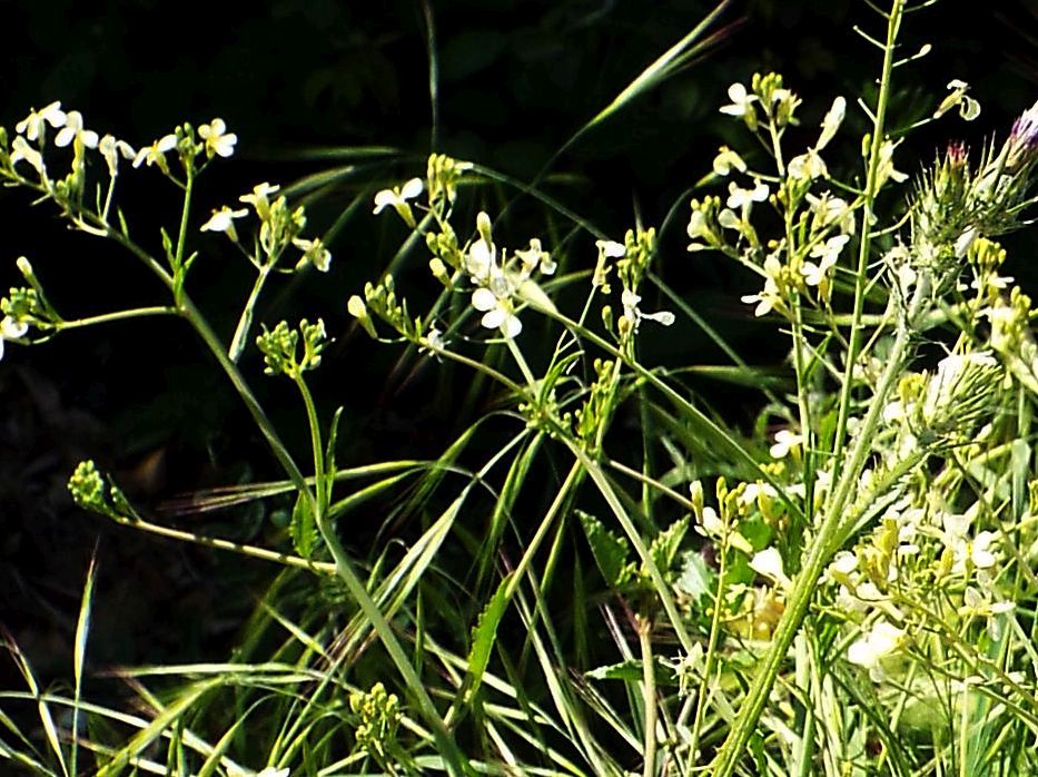 Brassicaceae: Calepina irregularis