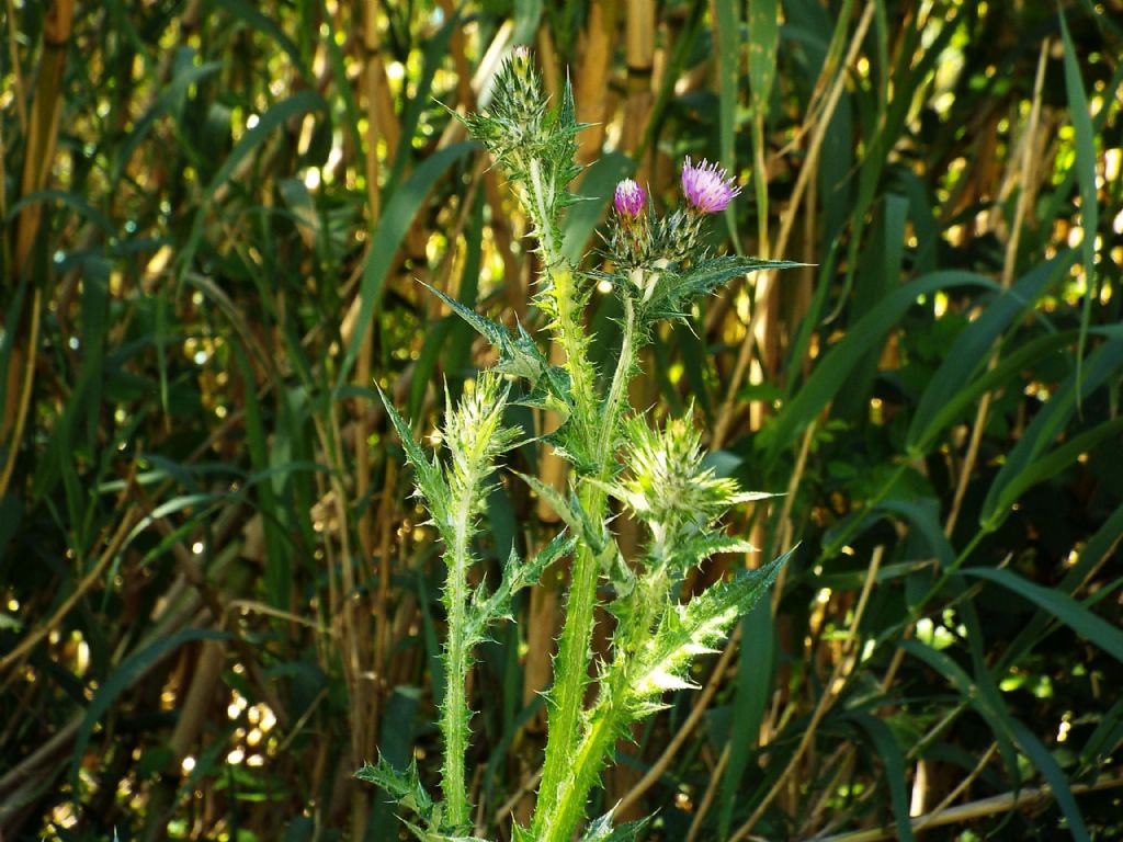 Carduus pycnocephalus