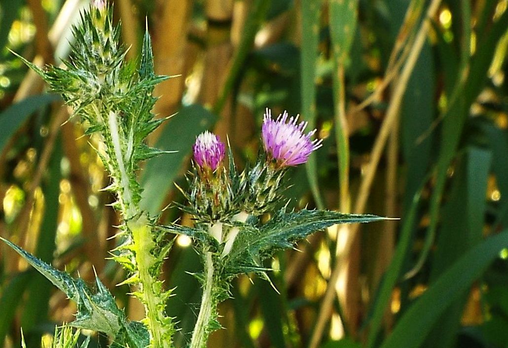 Carduus pycnocephalus