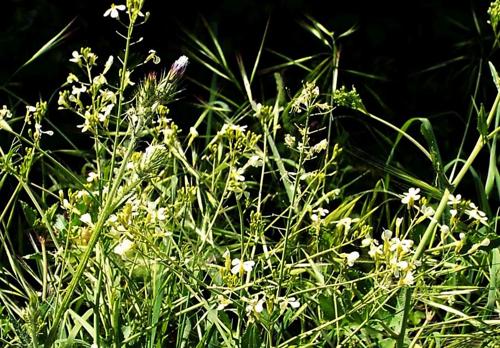 Brassicaceae: Calepina irregularis