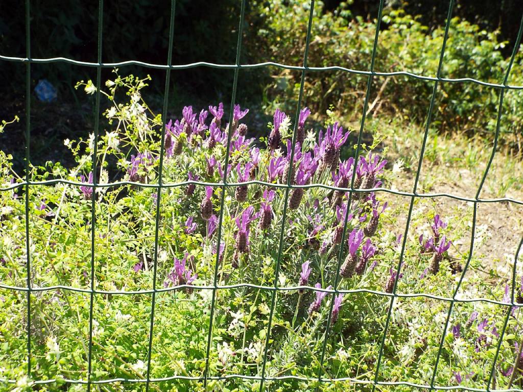 Lavandula stoechas (Lamiaceae)