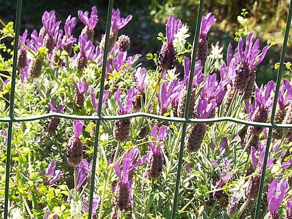 Lavandula stoechas (Lamiaceae)