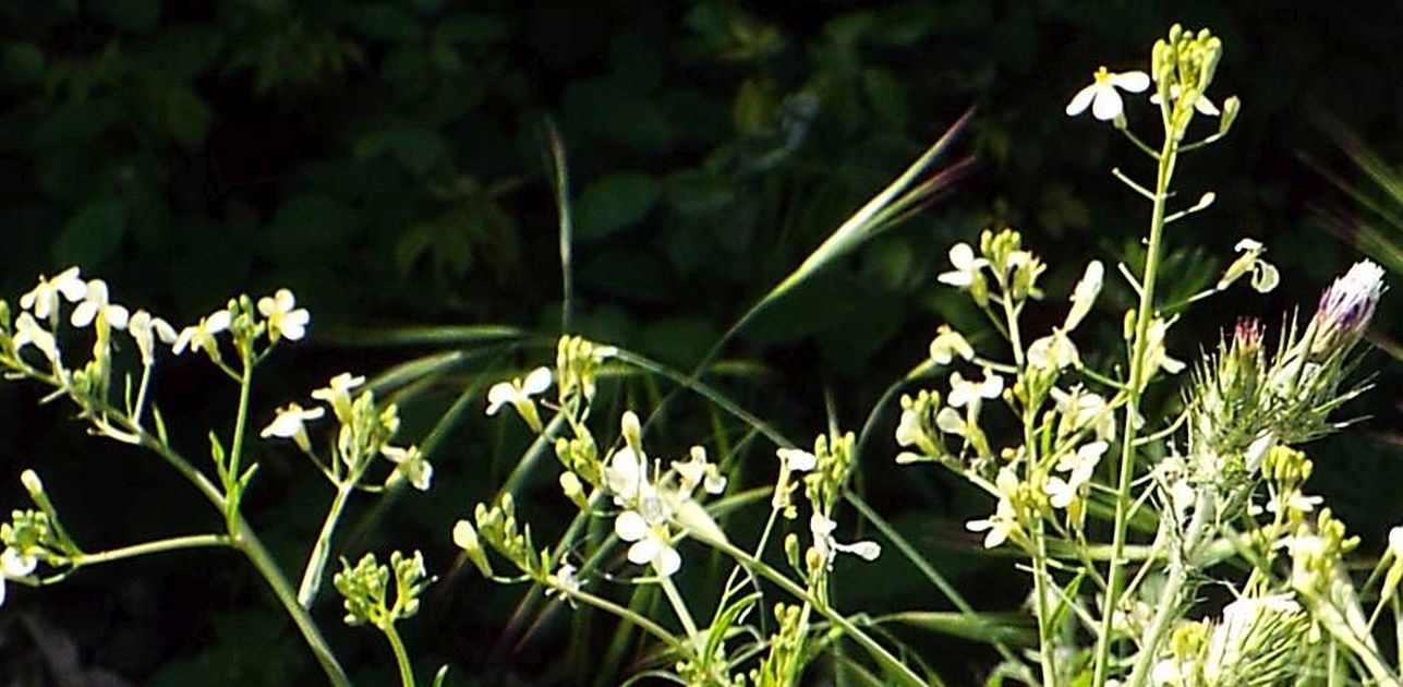 Brassicaceae: Calepina irregularis