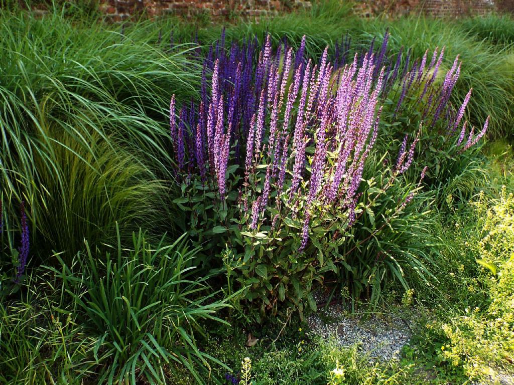 cultivar di Salvia sp. (Laminaceae): cfr. ''East Friesland''