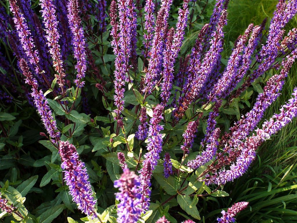 cultivar di Salvia sp. (Laminaceae): cfr. ''East Friesland''