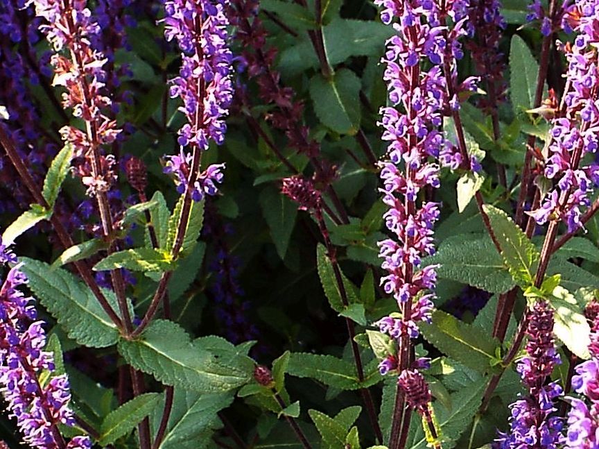 cultivar di Salvia sp. (Laminaceae): cfr. ''East Friesland''