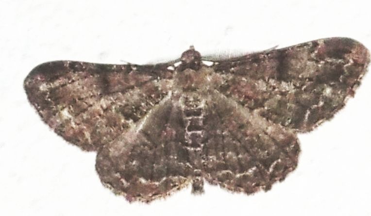 Geometridae: Peribatodes rhomboidaria