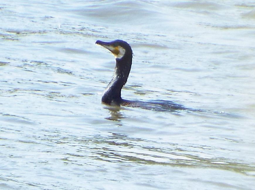 Cormorano (Phalacrocorax carbo) sul Lambro