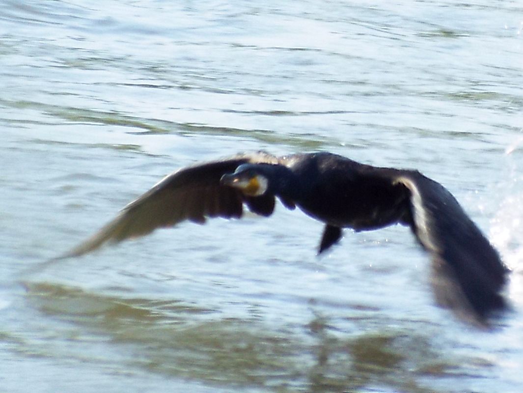 Cormorano (Phalacrocorax carbo) sul Lambro