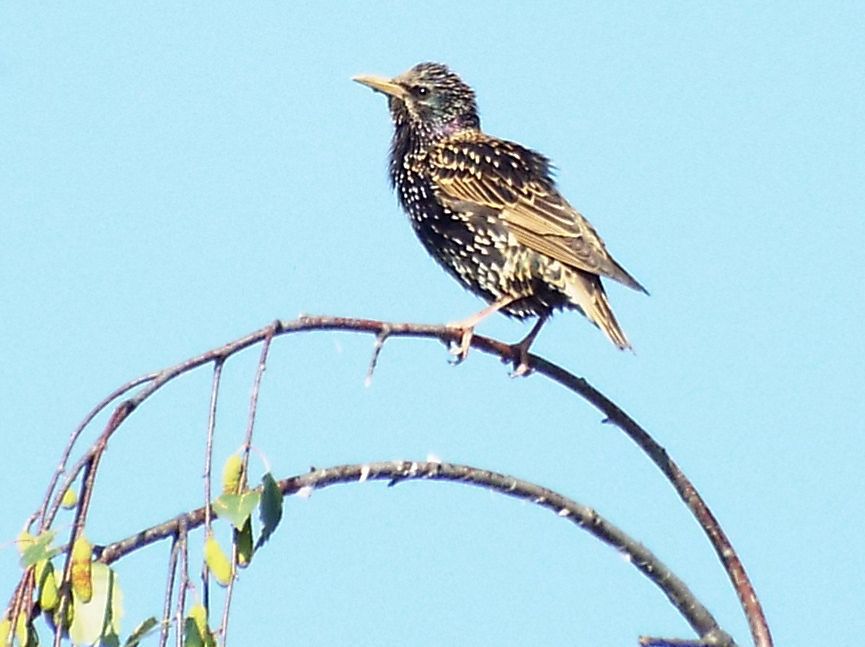 Storno (Sturnus vulgaris) di vedetta