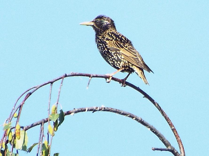 Storno (Sturnus vulgaris) di vedetta