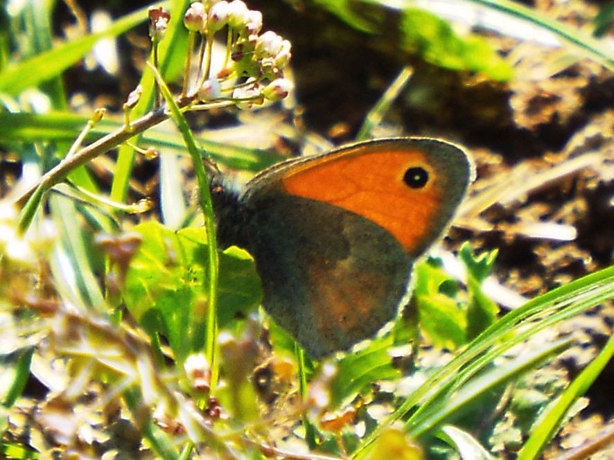 Coenonympha pamphilus