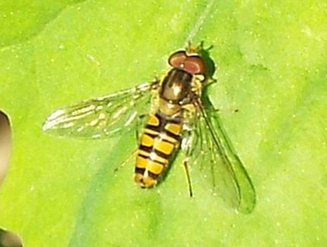 Syrphidae: Episyrphus balteatus, maschio