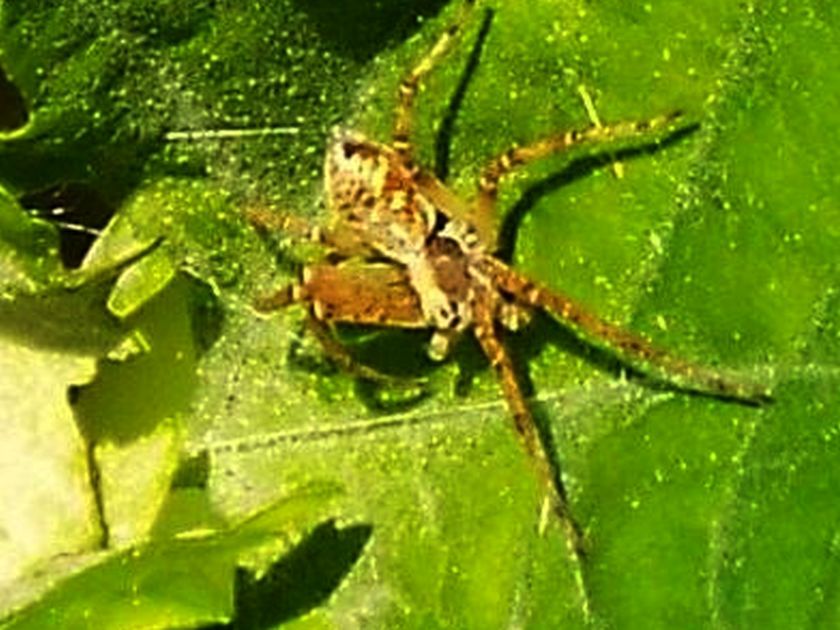 Da identificare,...se possibile: Philodromus sp. - Colturano (MI)