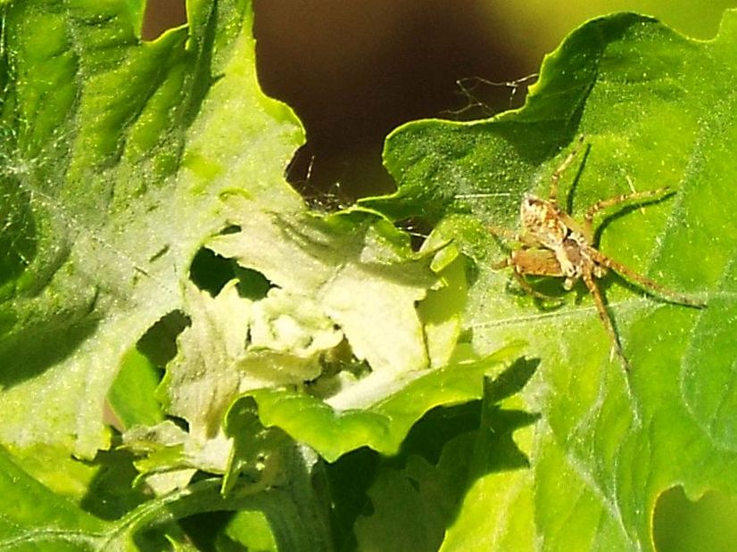 Da identificare,...se possibile: Philodromus sp. - Colturano (MI)