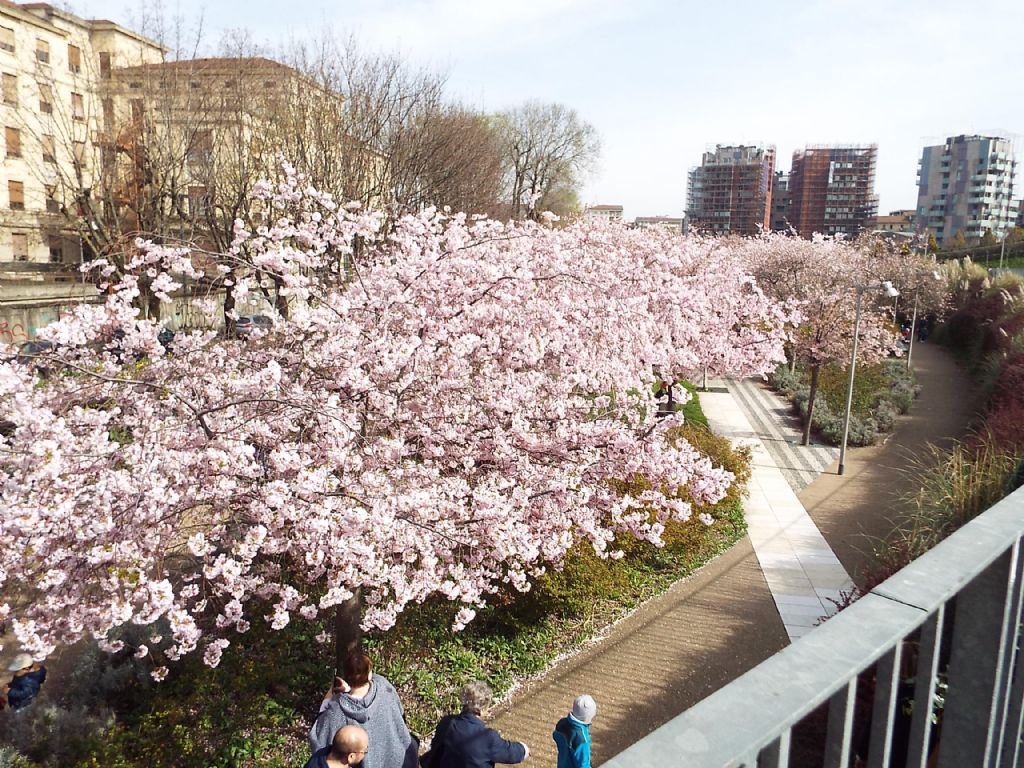 Prunus serrulata?  S !