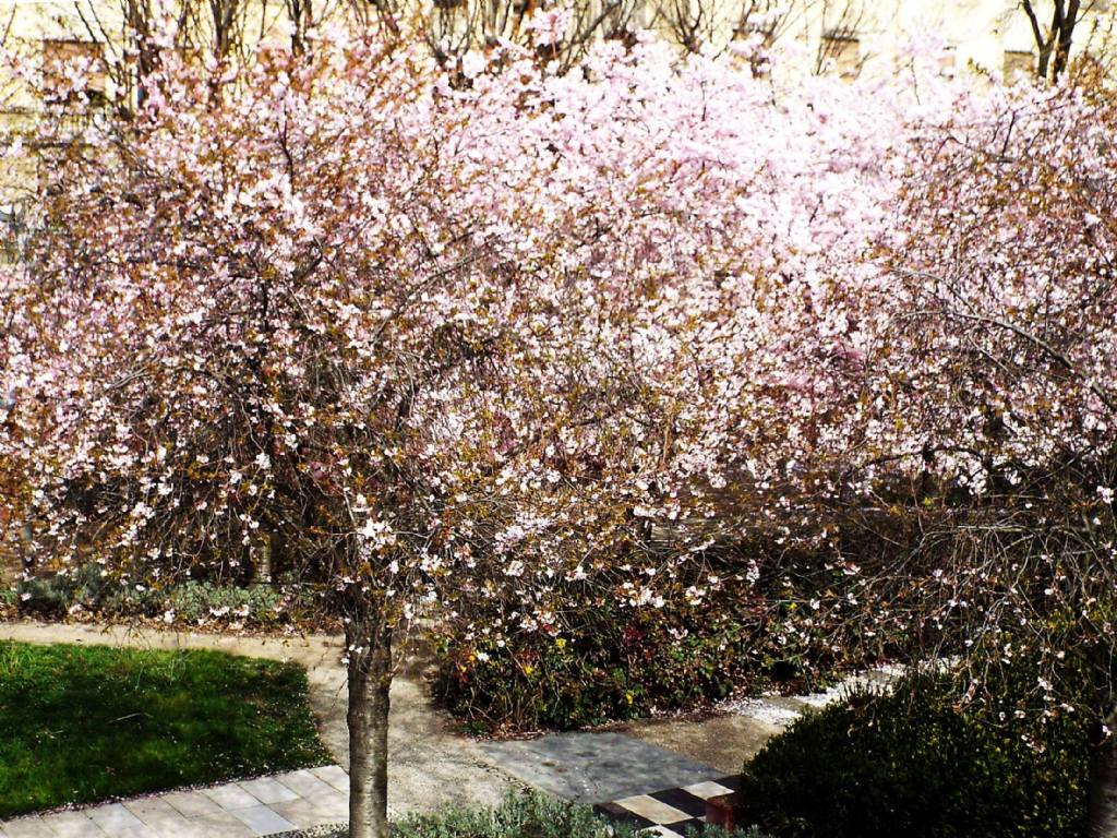 Prunus serrulata?  S !