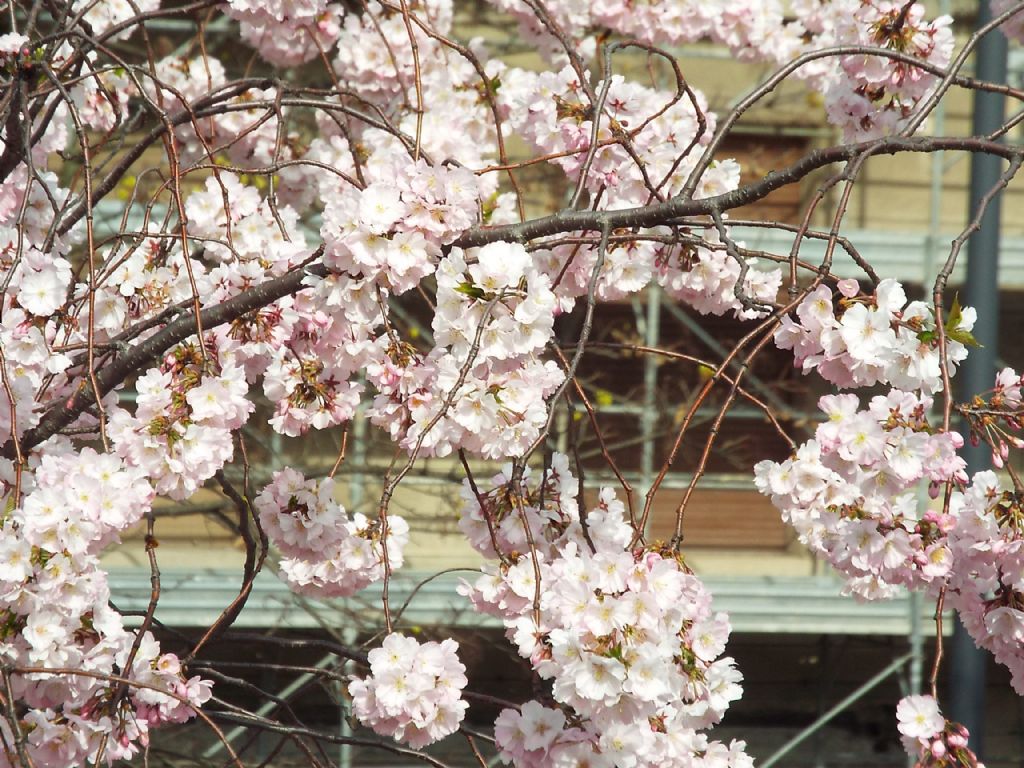 Prunus serrulata?  S !