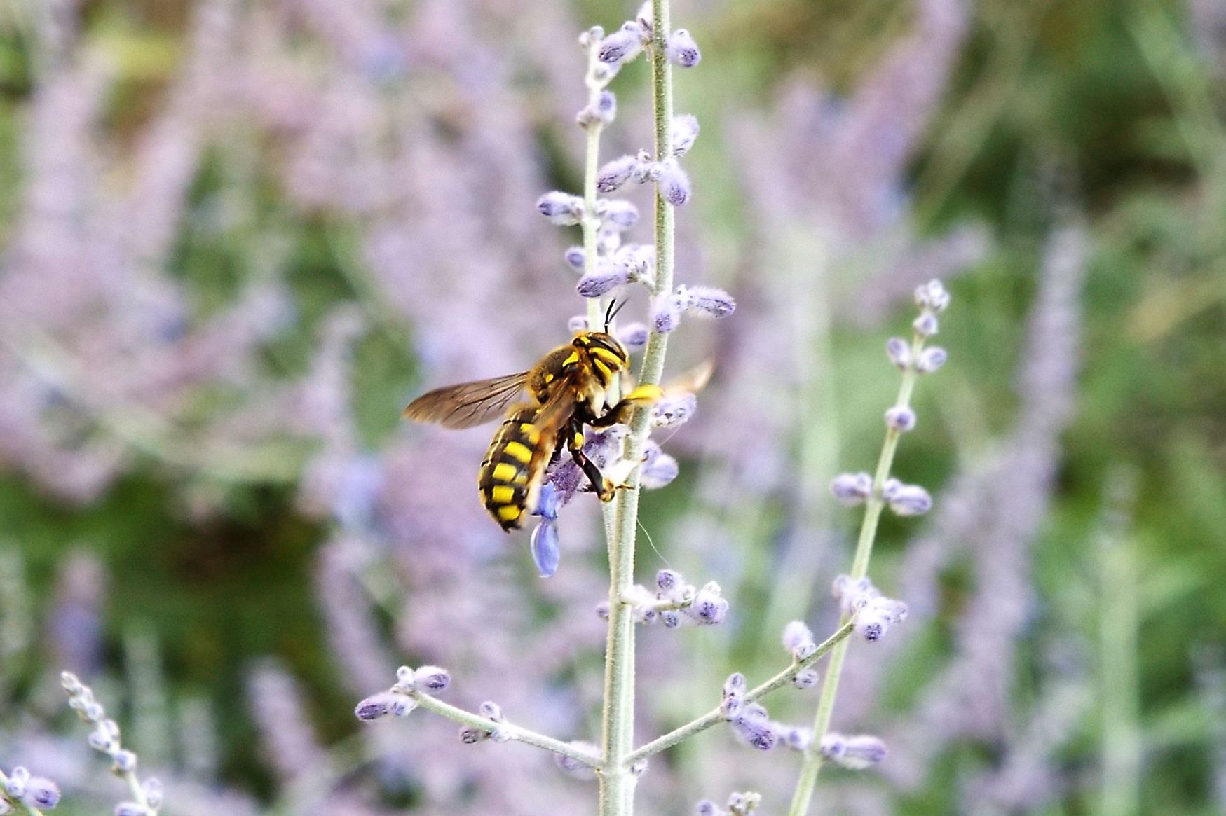 Apidae Megachilinae: Anthidium cfr. florentinum