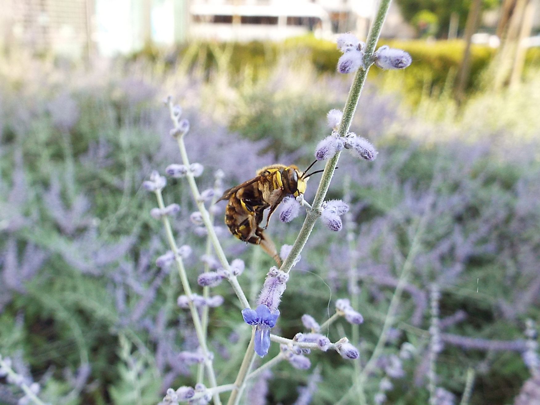 Apidae Megachilinae: Anthidium cfr. florentinum