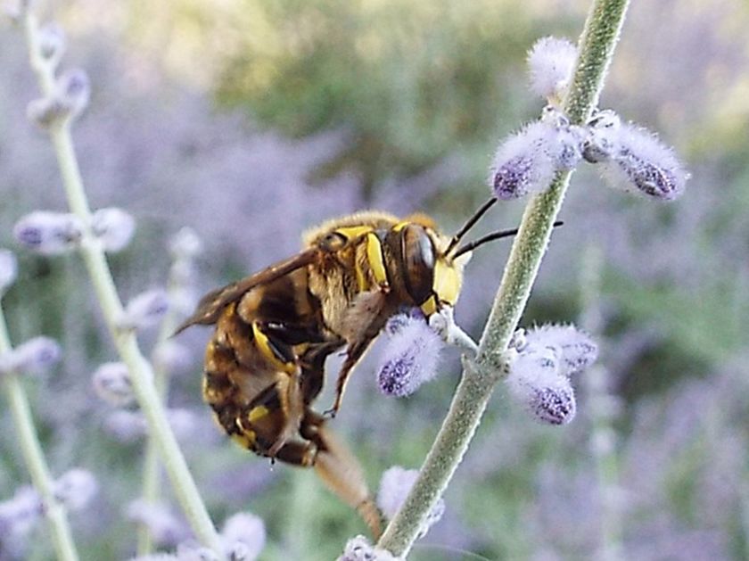 Apidae Megachilinae: Anthidium cfr. florentinum