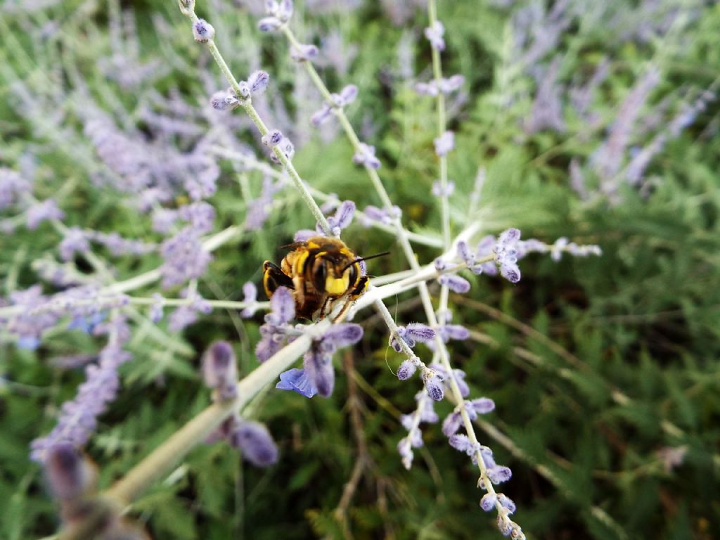 Apidae Megachilinae: Anthidium cfr. florentinum