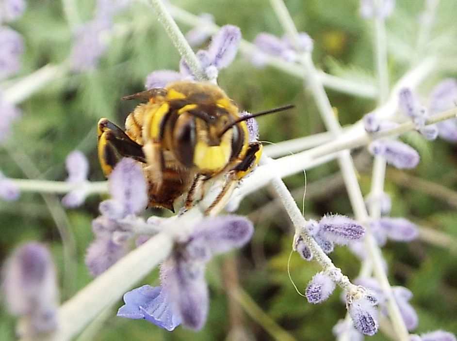 Apidae Megachilinae: Anthidium cfr. florentinum