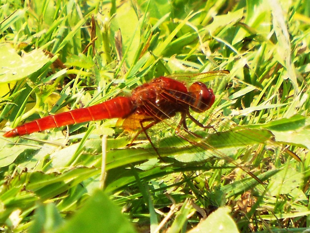 Da identificare: Crocothemis erythraea, maschio