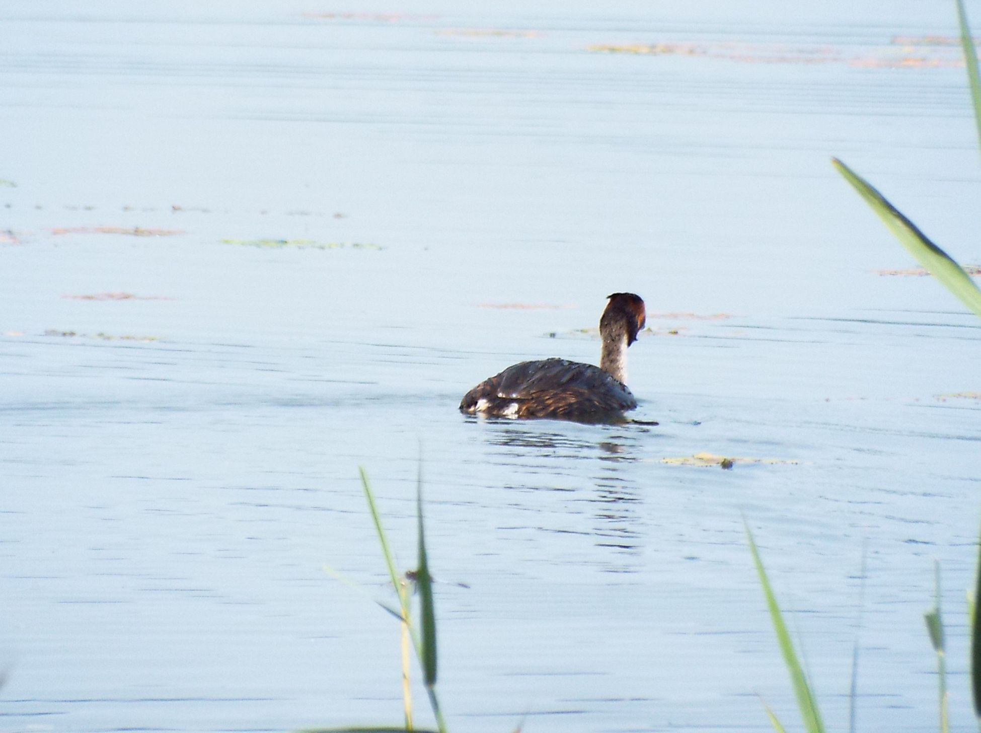 Svasso?  S, Svasso maggiore (Podiceps cristatus)