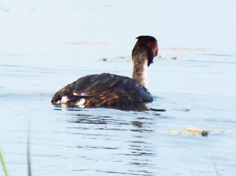 Svasso?  S, Svasso maggiore (Podiceps cristatus)