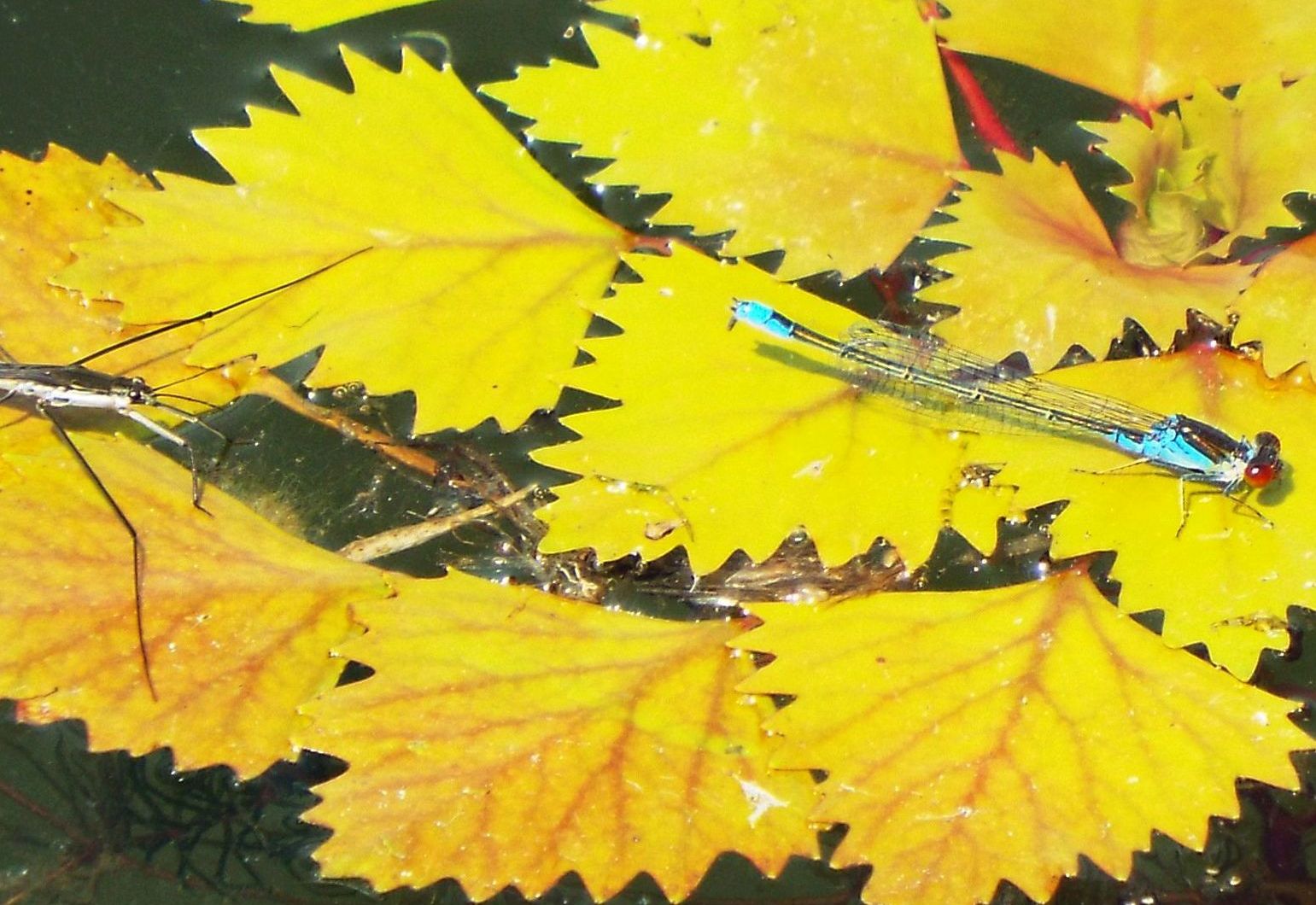 Gerridae: Aquarius sp.