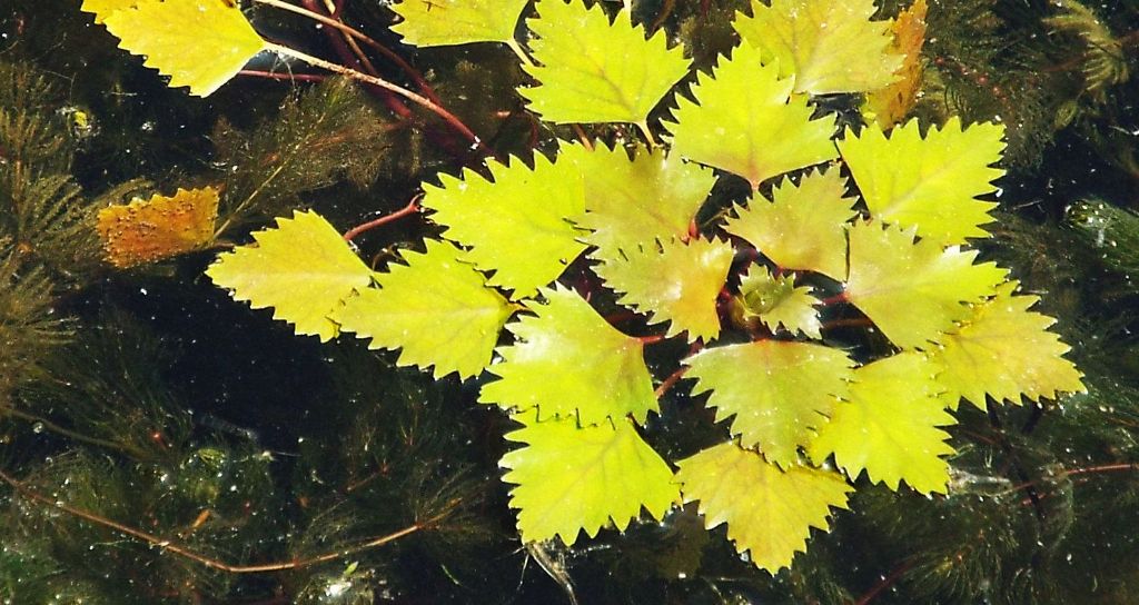 Trapa natans / Castagna d''acqua (Myrthales - Lythraceae)