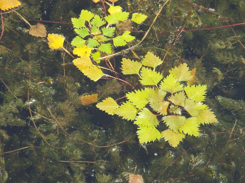 Trapa natans / Castagna d''acqua (Myrthales - Lythraceae)