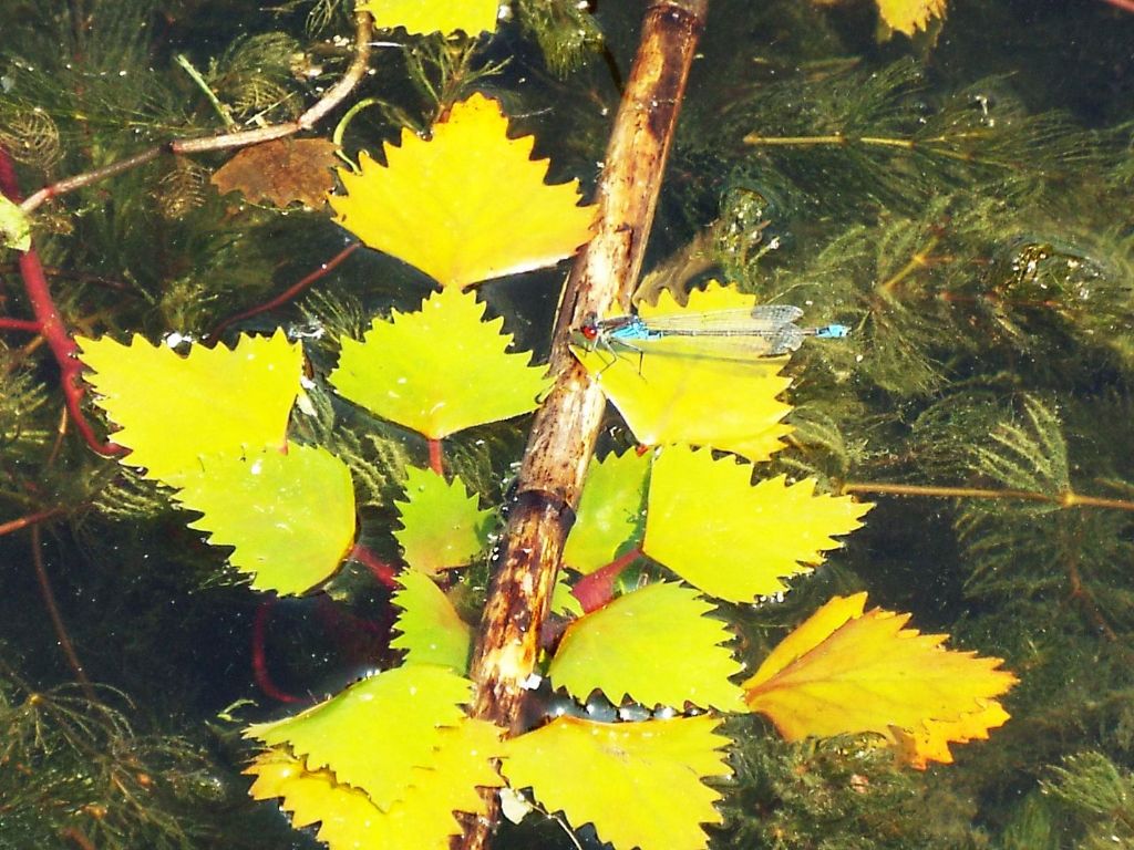 Trapa natans / Castagna d''acqua (Myrthales - Lythraceae)