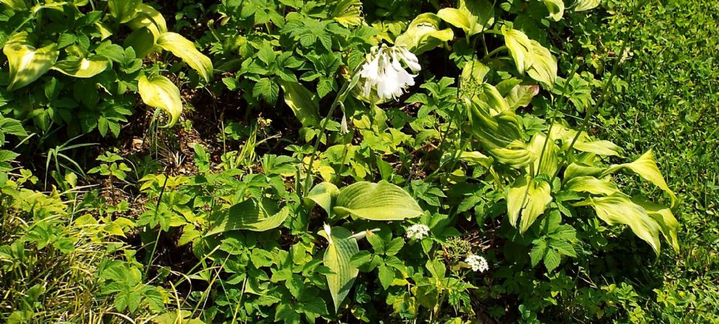 Hosta plantaginea (Asparagaceae)