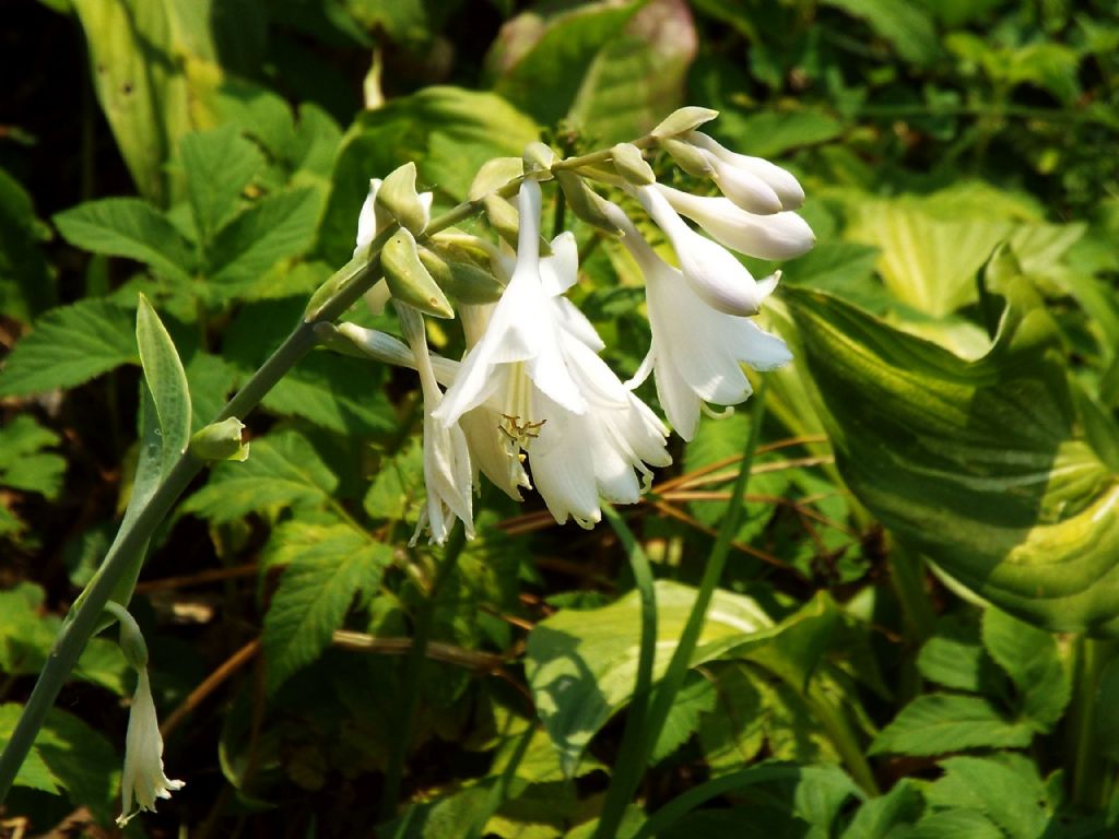 Hosta plantaginea (Asparagaceae)