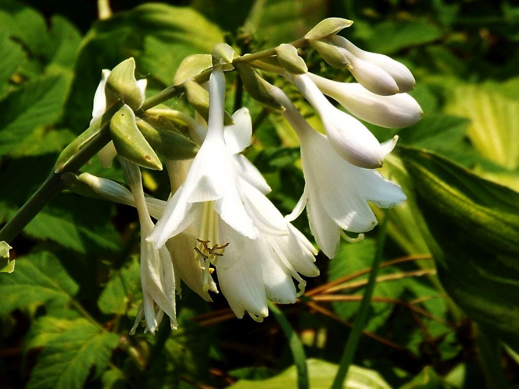 Hosta plantaginea (Asparagaceae)