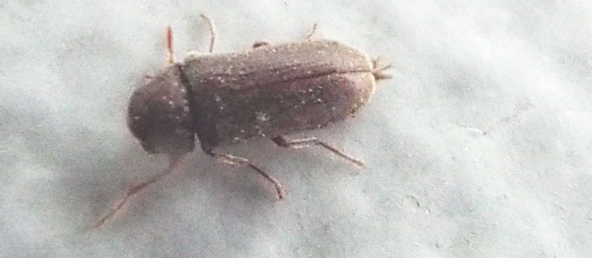 Anobiidae: Anobium sp.