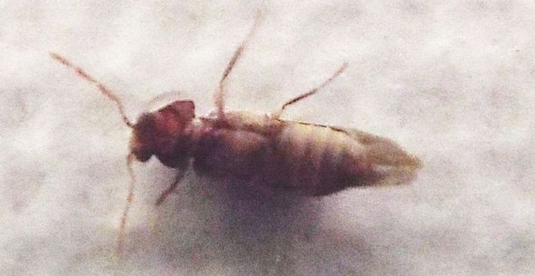 Anobiidae: Anobium sp.