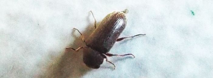 Anobiidae: Anobium sp.