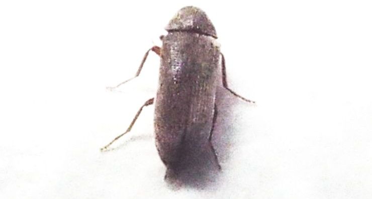 Anobiidae: Anobium sp.