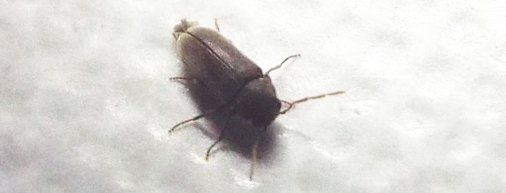 Anobiidae: Anobium sp.