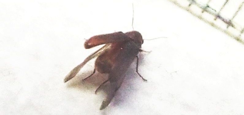 Anobiidae: Anobium sp.