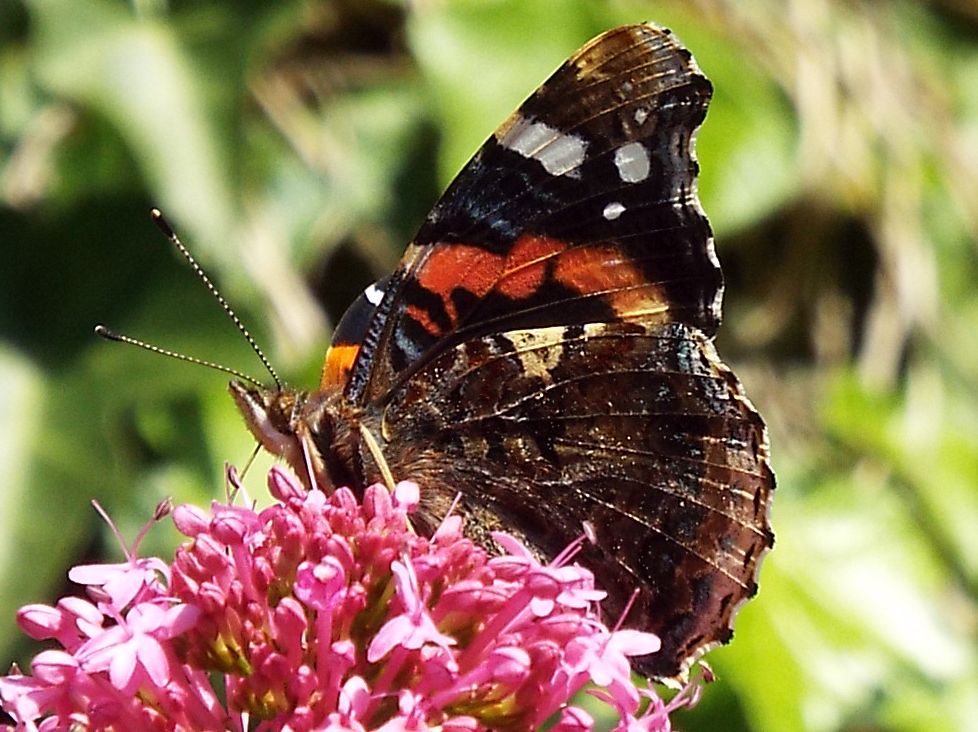 Vanessa atalanta (Nymphalidae)