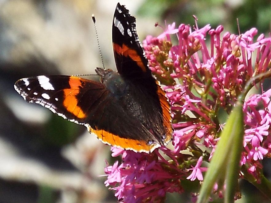 Vanessa atalanta (Nymphalidae)