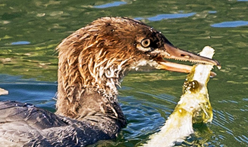 giovani di Smergo maggiore (Mergus merganser)