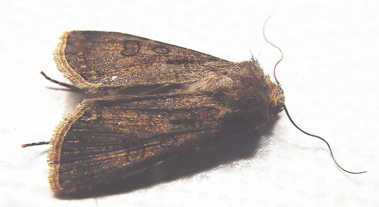 Rhyacia simulans (Noctuidae) ??  No, Agrotis cfr. clavis