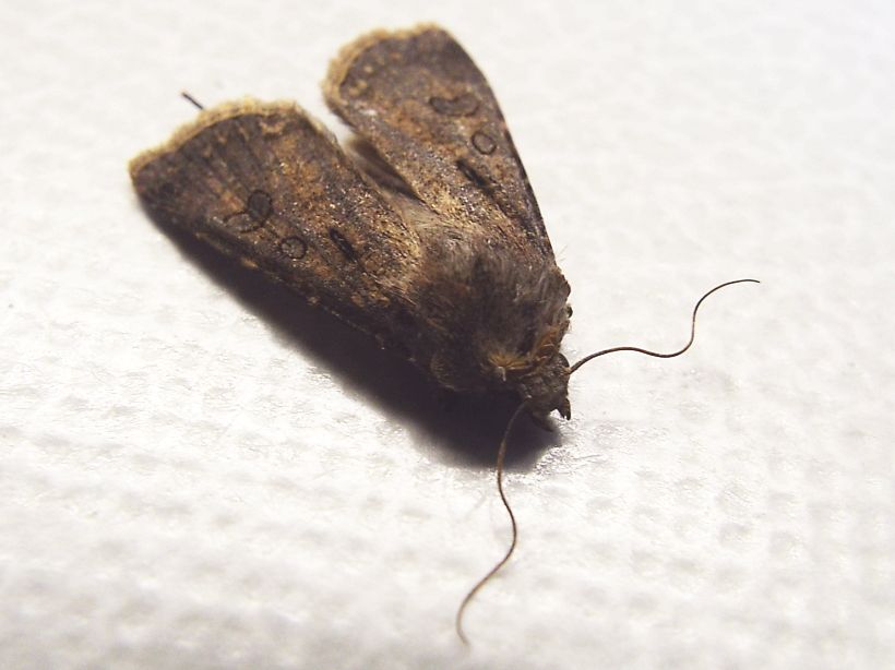 Rhyacia simulans (Noctuidae) ??  No, Agrotis cfr. clavis